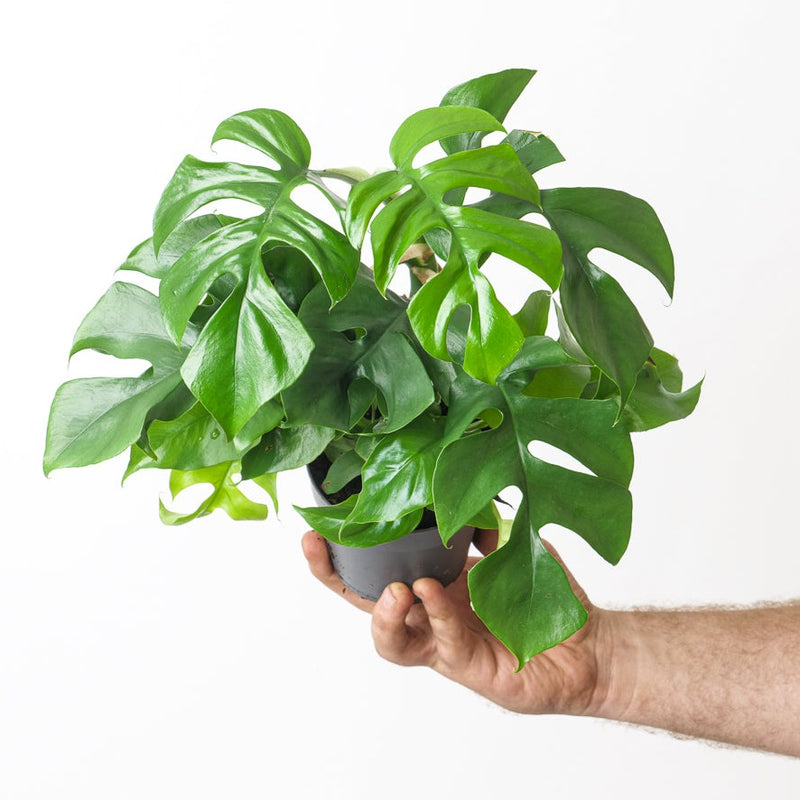 Rhaphidophora Tetrasperma 12cm Plants GrowTropicals