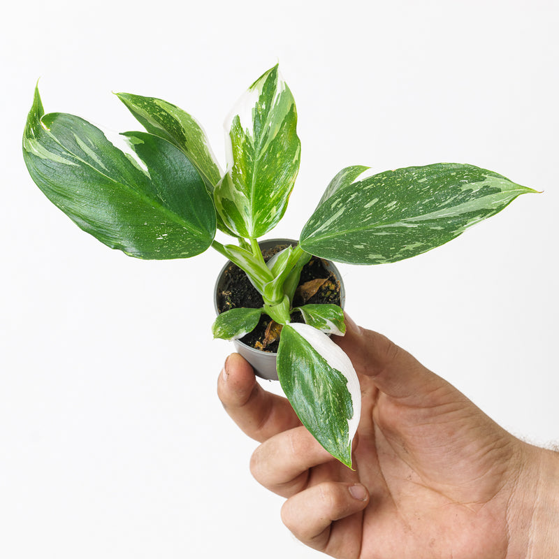 Philodendron White Wizard 6cm Plants GrowTropicals