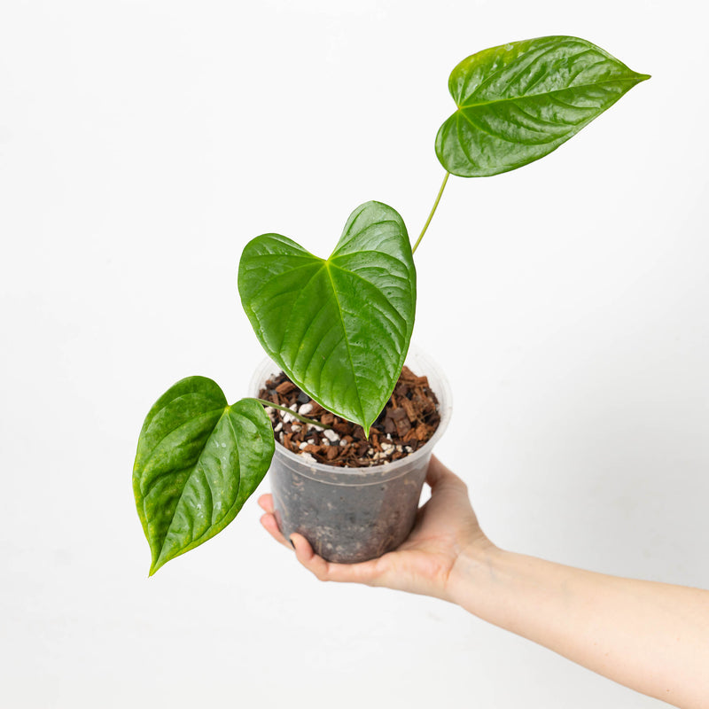 Anthurium gymnopus 15cm Plants GrowTropicals