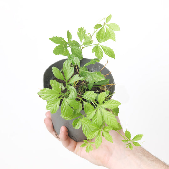 Gynostemma pentaphyllum 12cm / 1L Plants - Outdoor GROW TROPICALS