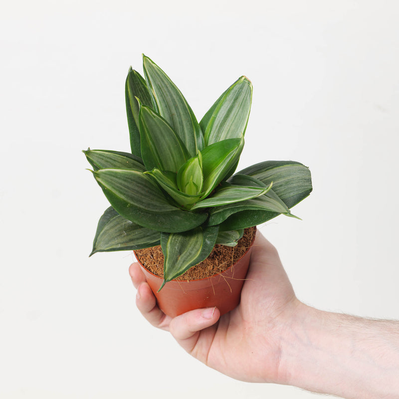 Sansevieria hahnii 'Diamond' Plants GrowTropicals