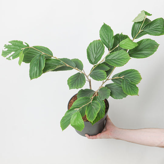 Hamamelis × intermedia 'Arnold Promise' 19cm / 3L Plants - Outdoor GROW TROPICALS