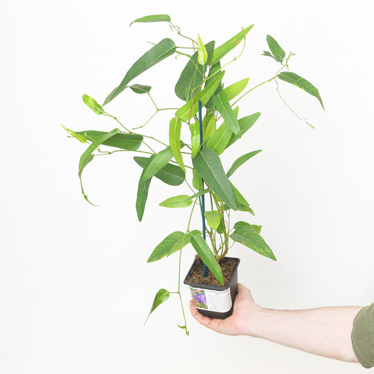 Hardenbergia violacea 9cm / 0.5L Plants - Outdoor GROW TROPICALS