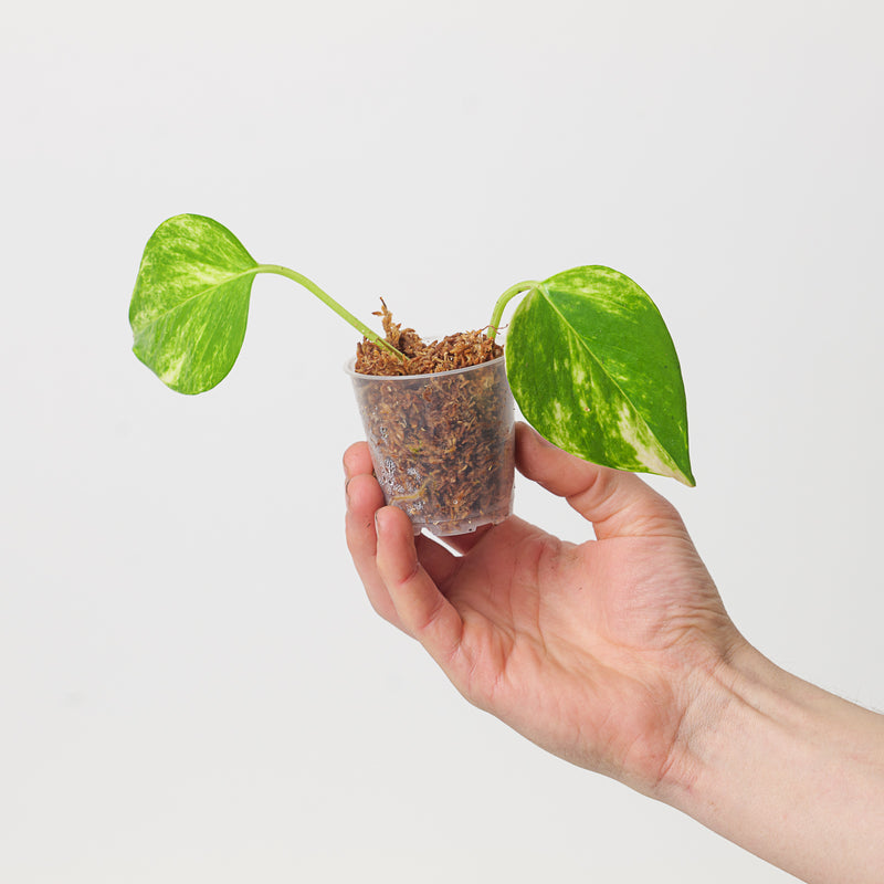 Epipremnum 'Aureum' Hawaiian Form 6cm Plants GrowTropicals