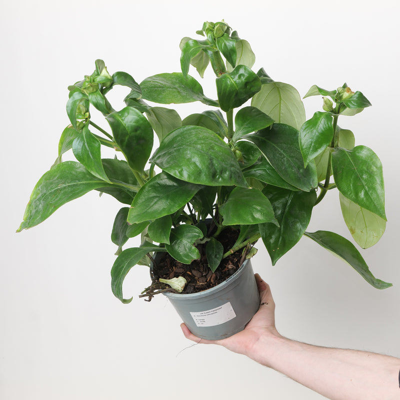Hemiboea subcapitata Plants - Outdoor GROW TROPICALS