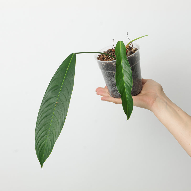Philodendron Heterocraspedon Plants GrowTropicals
