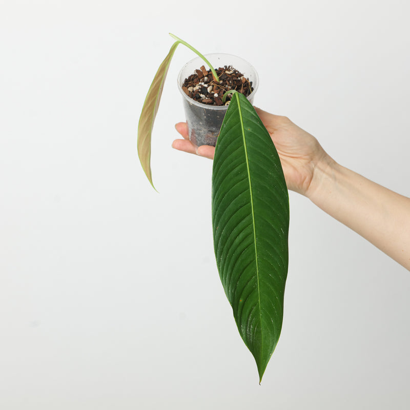 Philodendron Heterocraspedon Plants GrowTropicals