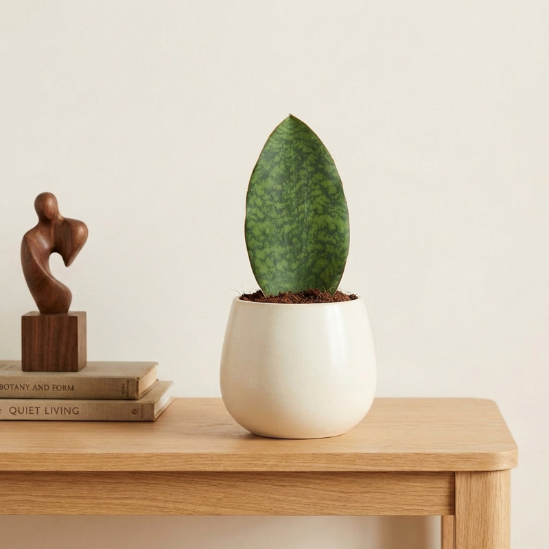 Sansevieria masoniana 'Whale Fin' Plants GrowTropicals