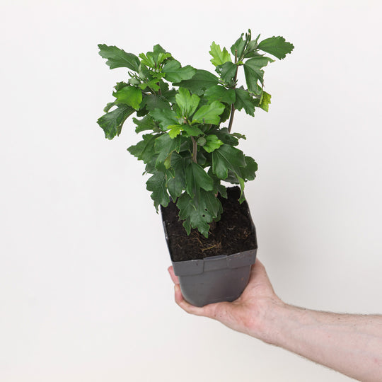 Hibiscus syriacus 'Red Heart' Plants - Outdoor GROW TROPICALS