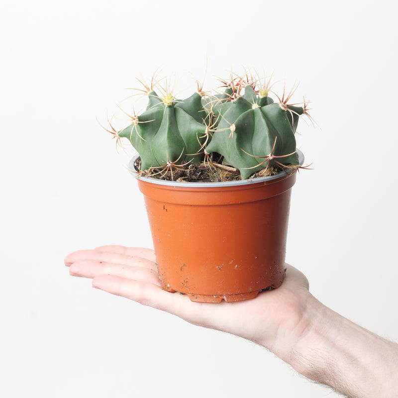 Ferocactus histrix Plants GrowTropicals