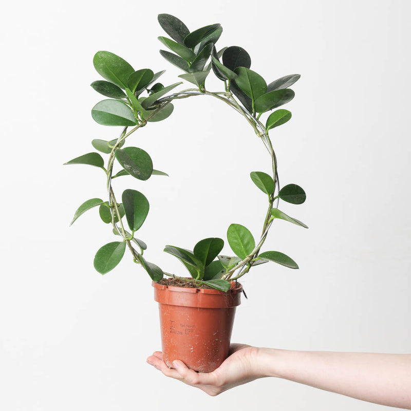 Hoya australis — 12cm