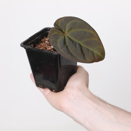 Anthurium hoffmannii Red Indo × papillilaminum Plants GrowTropicals