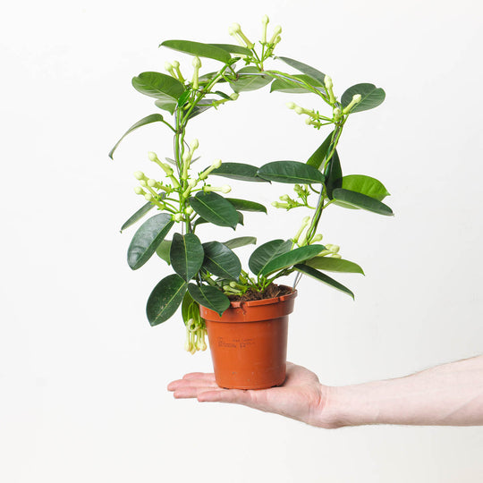 Stephanotis floribunda | Madagascan Jasmine Plants GrowTropicals