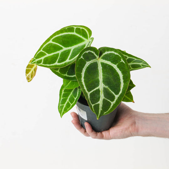 Imperfect Anthurium crystallinum Plants GrowTropicals