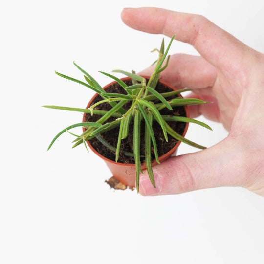 Hoya linearis 6cm Plants GrowTropicals