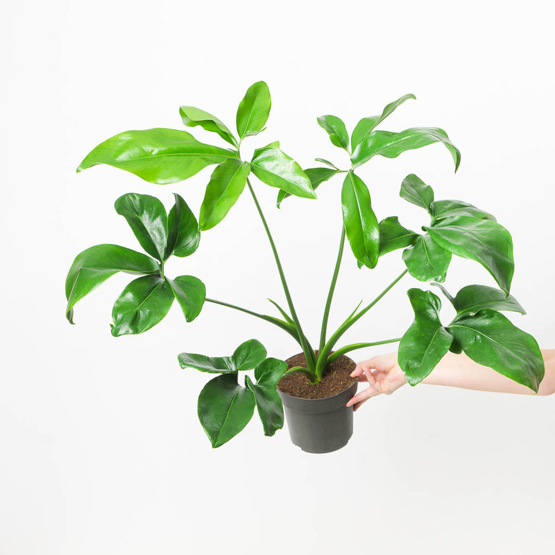 Thaumatophyllum spruceanum | Philodendron goeldii 17cm Plants GrowTropicals