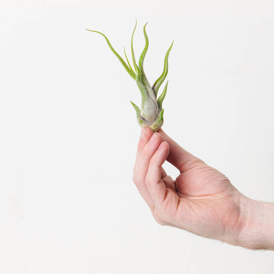 Tillandsia caput medusa Air plant Plants GrowTropicals