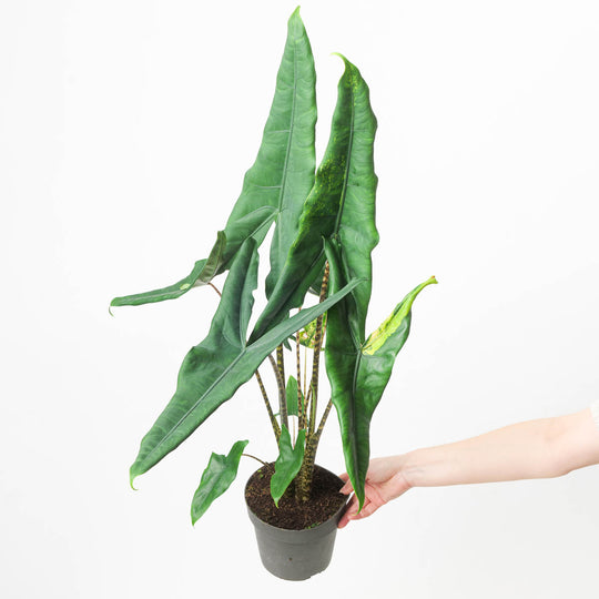 Alocasia tigrina Variegated 17cm Plants GrowTropicals