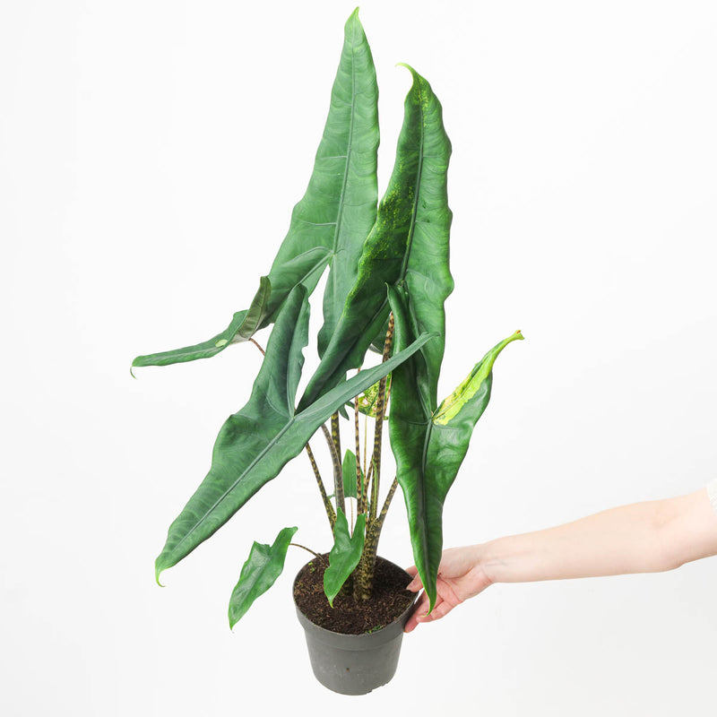 Alocasia tigrina Variegated 17cm Plants GrowTropicals