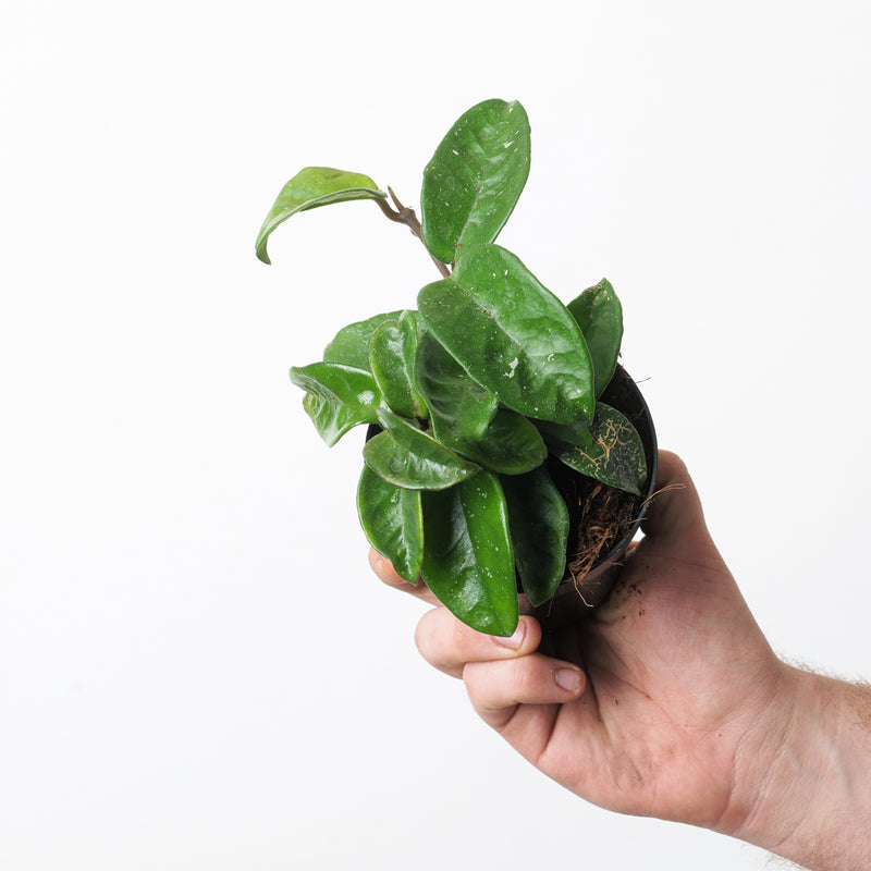 Hoya carnosa 'Krinkle 8' Plants GrowTropicals