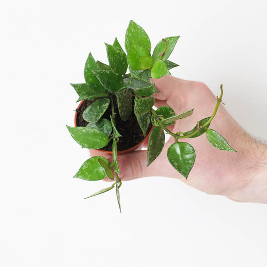 Hoya krohniana 'Splash' 6cm Plants GrowTropicals