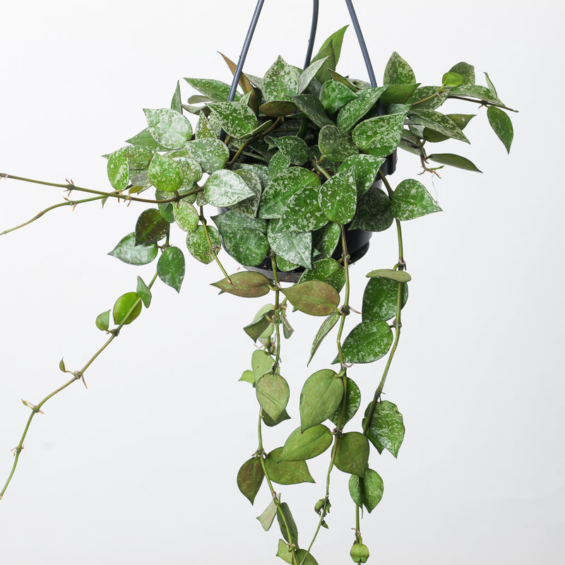 Hoya lacunosa 'Splash' Plants GrowTropicals