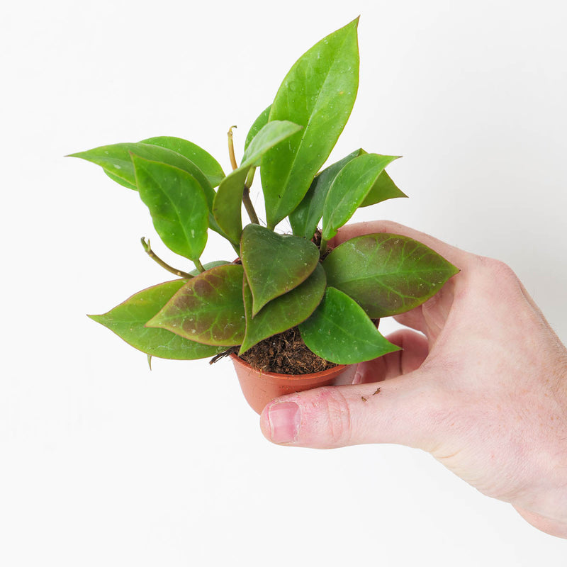 Hoya 'Sunrise' Plants GrowTropicals