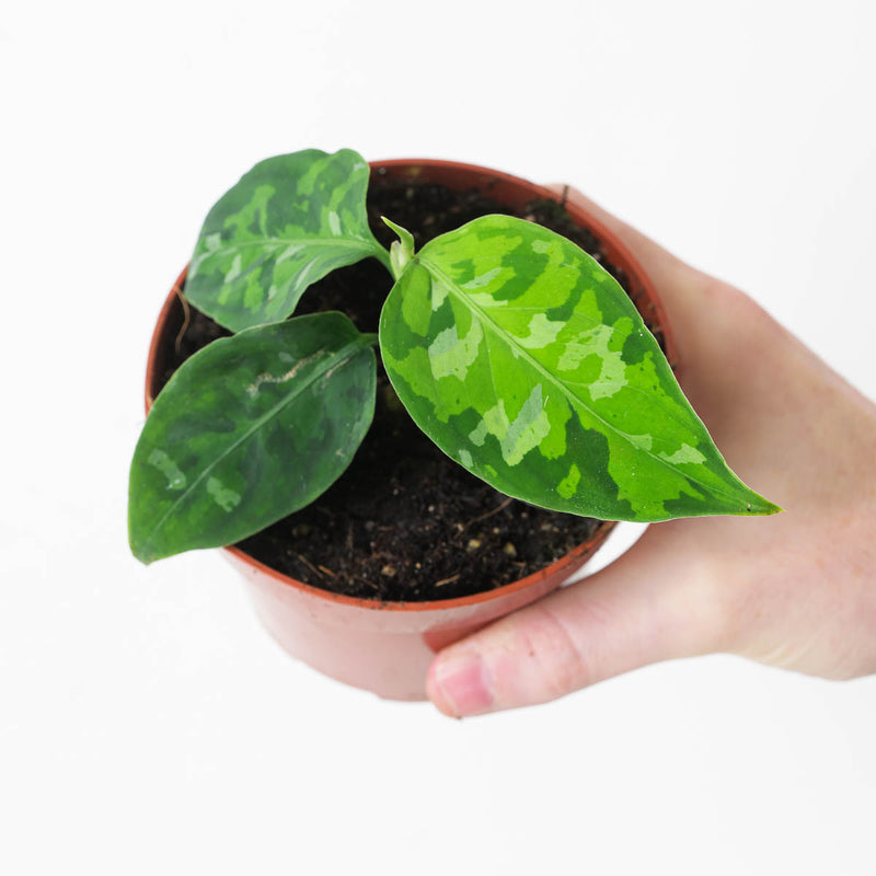 Aglaonema pictum Tricolor Plants GrowTropicals
