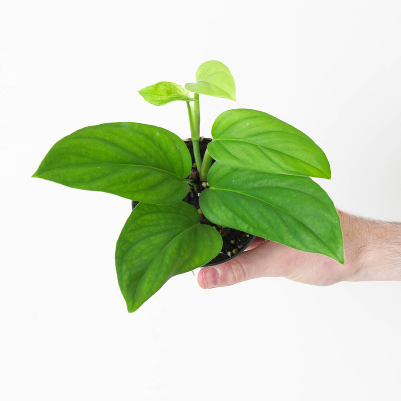 Monstera dissecta Plants GrowTropicals