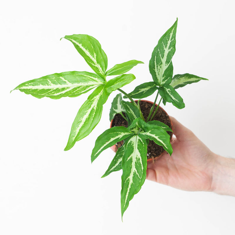 Syngonium 'Little Star' Plants GrowTropicals