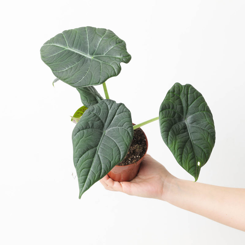 Alocasia 'Maharani' 10.5cm Plants GrowTropicals