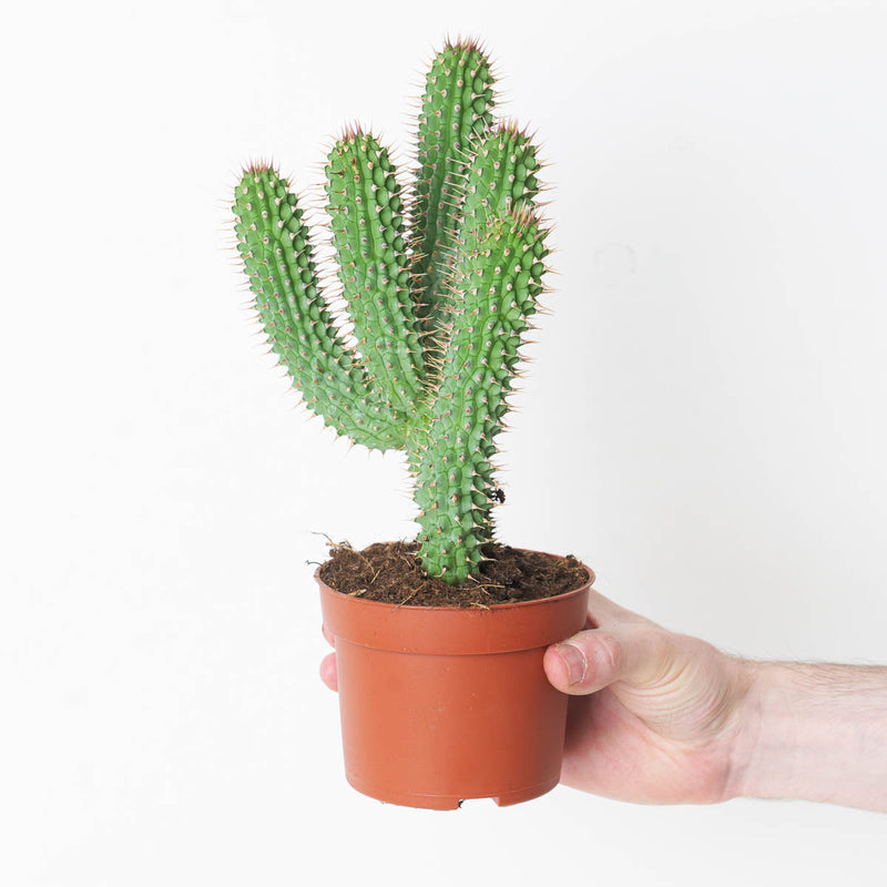 Hoodia gordonii Plants GrowTropicals