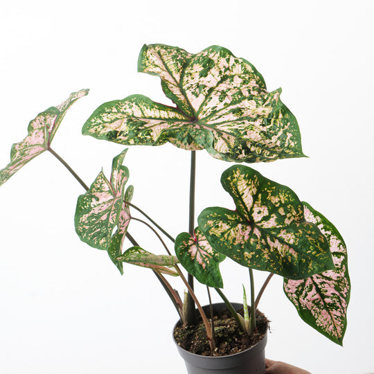 Caladium 'Florida Elise Plants GrowTropicals