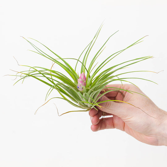 Tillandsia stricta Plants GrowTropicals