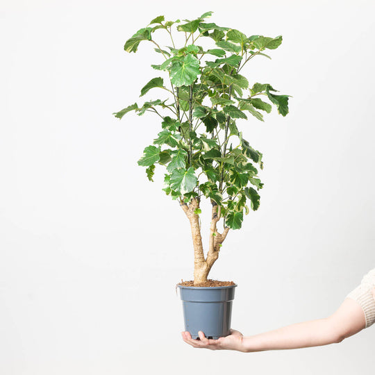 Polyscias balfouriana Plants GrowTropicals