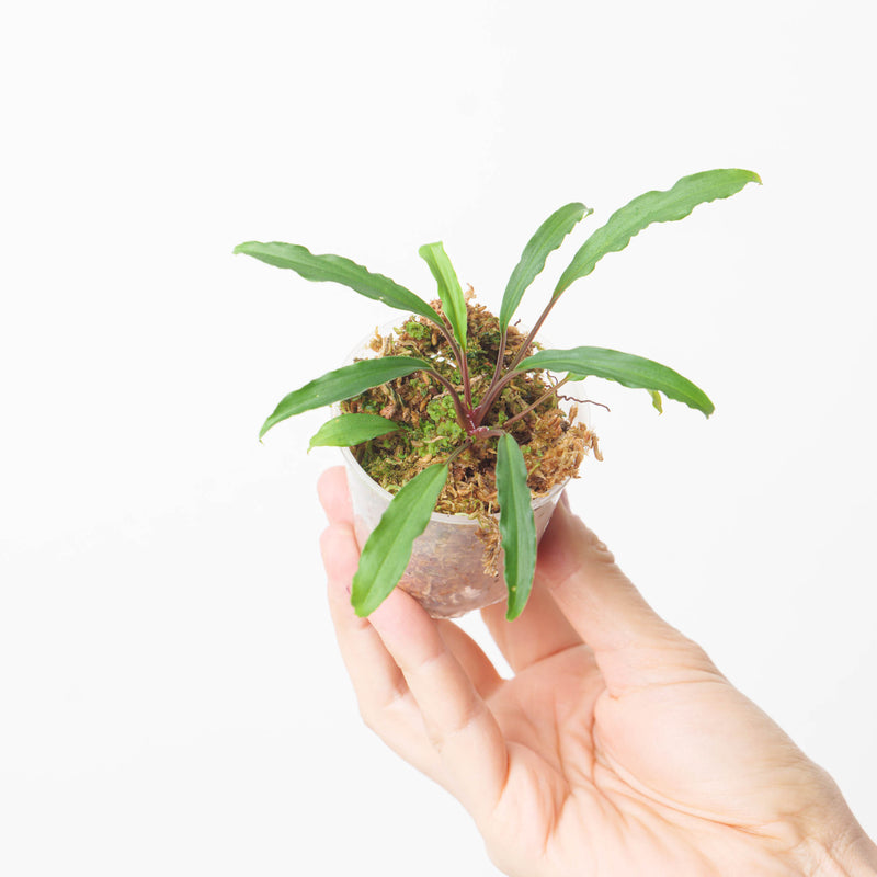 Homalomena sp. wavy margin Plants GrowTropicals