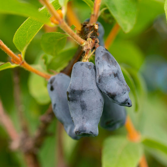 Lonicera caerulea var. kamtschatica Plants - Outdoor GROW TROPICALS