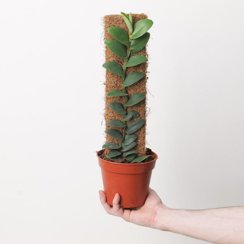 Rhaphidophora elliptifolia Plants GrowTropicals