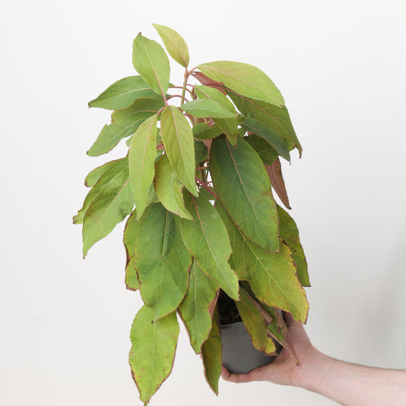 Hydrangea aspera 'Hot Chocolate' Plants - Outdoor GROW TROPICALS