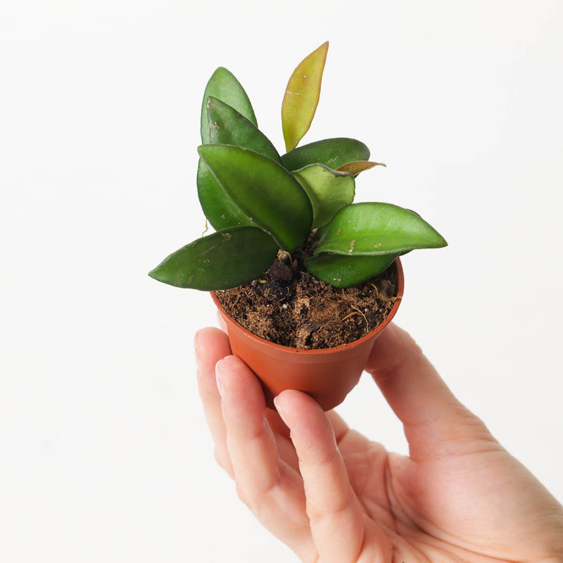 Hoya sp Philippines Plants GrowTropicals