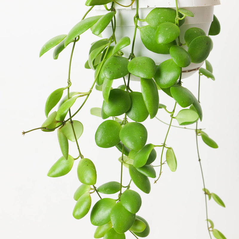 Hoya brevialata — 14cm Hanging