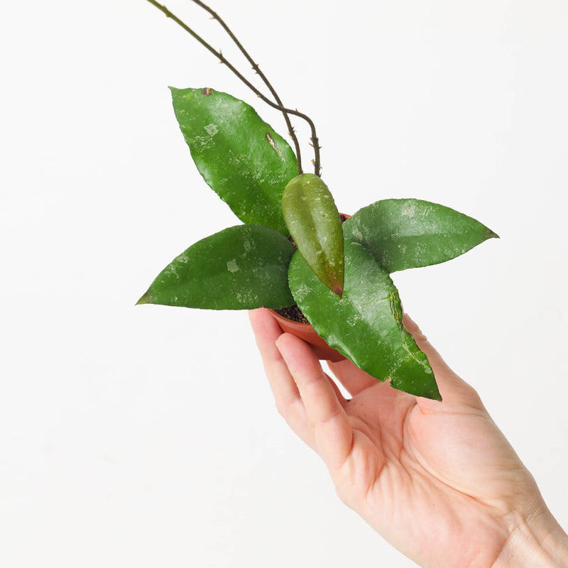 Hoya flagellatta — 6cm