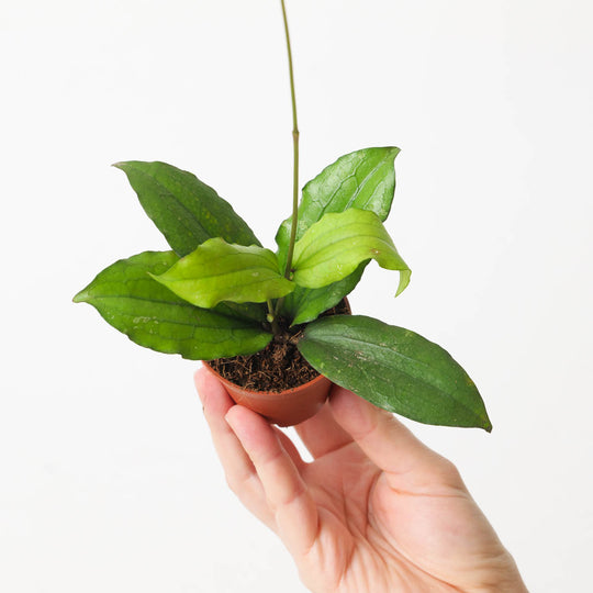 Hoya erythrina 6cm Plants GrowTropicals