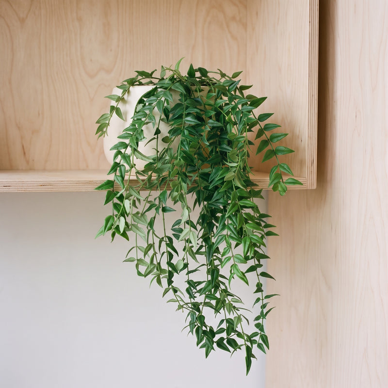 Hoya bella trailing from a cream pot on a plywood shelf with cascading pointed green leaves