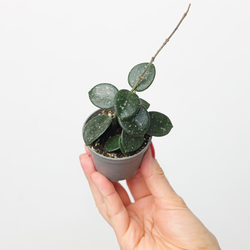 Hoya 'Mathilde' Splash — 6cm