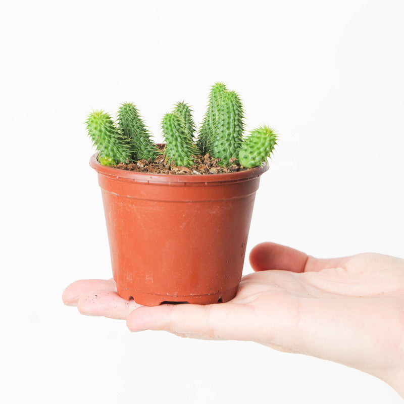 Huernia pillansi (Stapeliad) Plants GrowTropicals