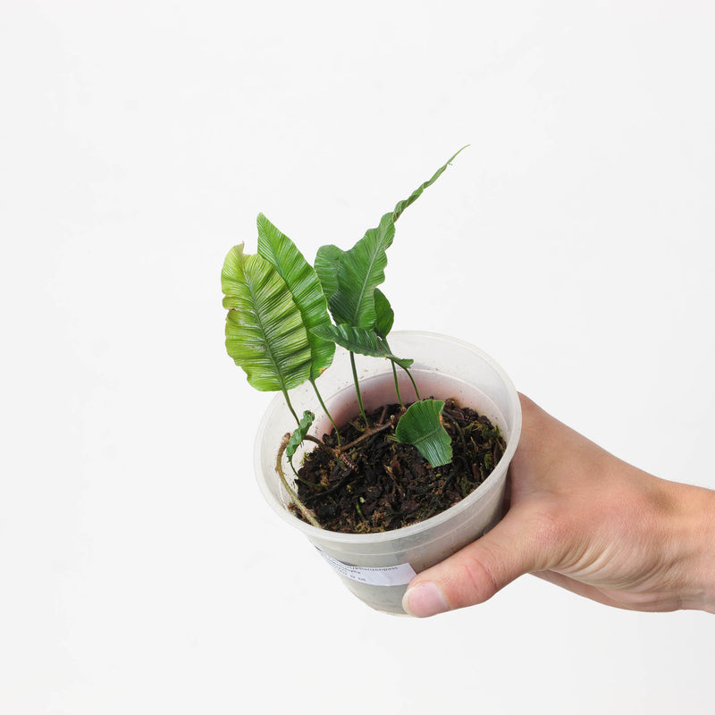 Humata heterophylla Plants GrowTropicals