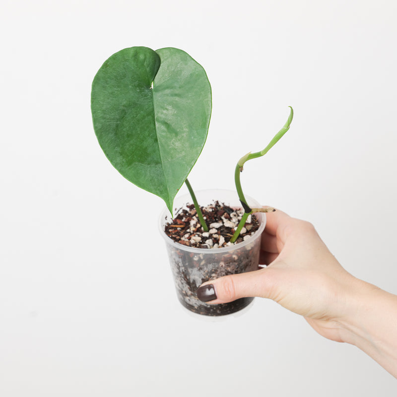 Amydrium humile Plants GrowTropicals