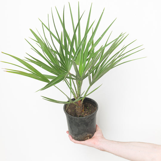 Chamaerops humilis 14cm / 1.5L Plants - Outdoor GROW TROPICALS