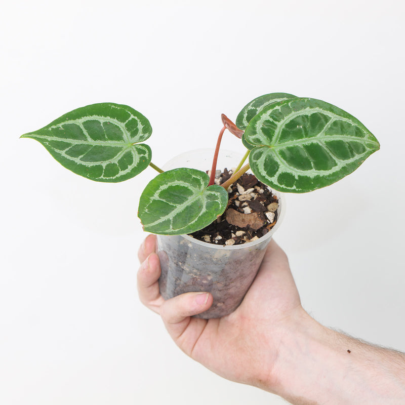 Anthurium HUxRC - King of Spades x Red Crystallinum Indo 9cm A2 Plants GrowTropicals